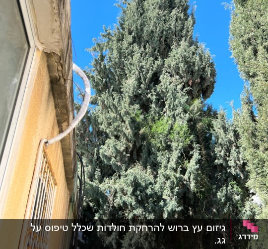 עץ גבוה עם ענפים צפופים ליד בניין